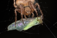 Une femelle (Araneae - Araneidae - Neoscona subfusca)